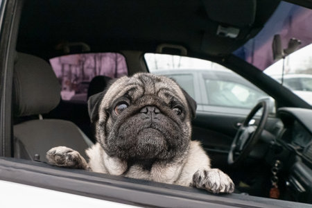 Dog. Pug. Smiling purebred dog in the car. Portrait. Positive emotions.の写真素材