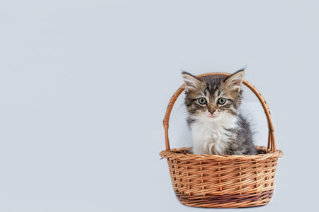 Pet. Cat. A funny kitten sitting in a wicker basket. Animal themes.の写真素材