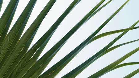 palm leaf