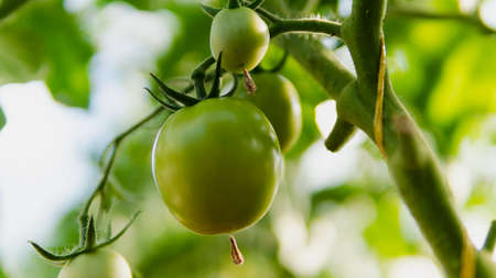 greenhouse with green flowering tomatoes and peppersの写真素材
