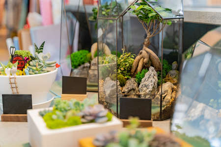 florarium with green plants on gray tableの写真素材