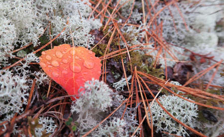 Taiga plants. Floral background. Herbs.の写真素材