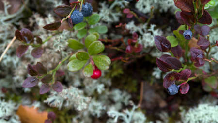 Taiga plants. Floral background Colorful leavesの写真素材