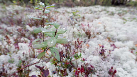 Taiga plants. Floral background Colorful leavesの写真素材