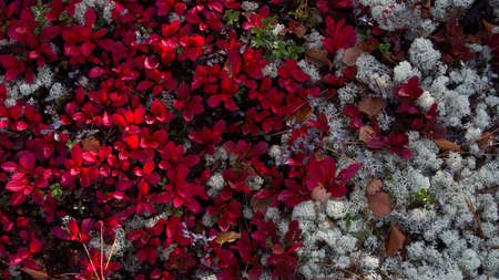 Taiga plants. Floral background Colorful leaves