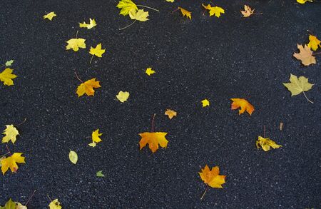 Photo of autumn leaves on asphalt road