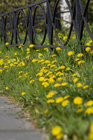 Yellow dandelions grow on the lawn by the sidewalk. Sunny day.の写真素材