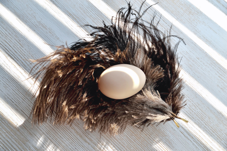 Egg lies on ostrich feathers, backlight, natural wood backgroundの写真素材