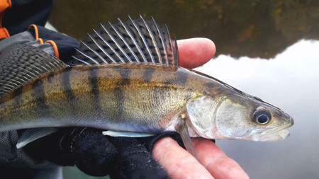 Small caught zander in the palm of a glove on the background of the water close-up