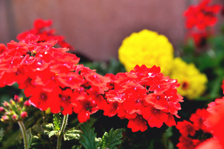 Multicolored floral backgrounds, blurred blurred flowers of bright colors on a background of green leaves, bright red yellow purple blurred flowers on a green background, floral backgroundの写真素材