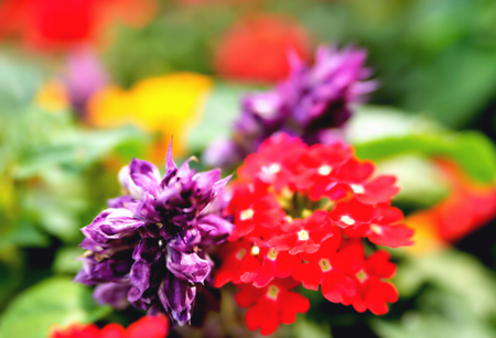 Multicolored floral backgrounds, blurred blurred flowers of bright colors on a background of green leaves, bright red yellow purple blurred flowers on a green background, floral backgroundの写真素材