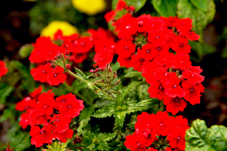 Multicolored floral backgrounds, blurred blurred flowers of bright colors on a background of green leaves, bright red yellow purple blurred flowers on a green background, floral backgroundの写真素材