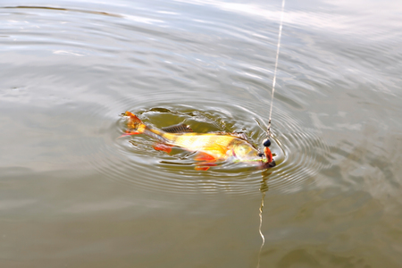 Perch, fish on a hook with a bait in the mouth, fishing line, sun glint on the water close-upの写真素材