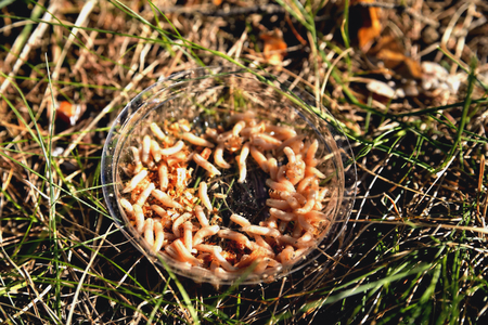 Maggots for fishing in a transparent box in the grass, sunlight, background, close-upの写真素材