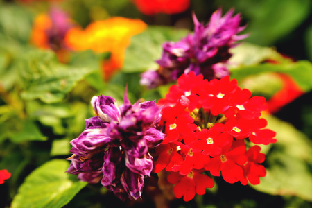 Multicolored floral backgrounds, blurred blurred flowers of bright colors on a background of green leaves, bright red yellow purple blurred flowers on a green background, floral backgroundの写真素材