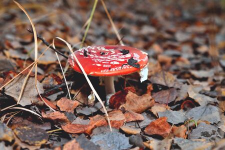 Poisonous inedible toxic mushroom fly agaric in the natural environment, autumn forest, green moss,...