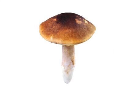 Natural porcini mushroom on a white background. Edible mushroom with a brown hat, isolate close-upの写真素材