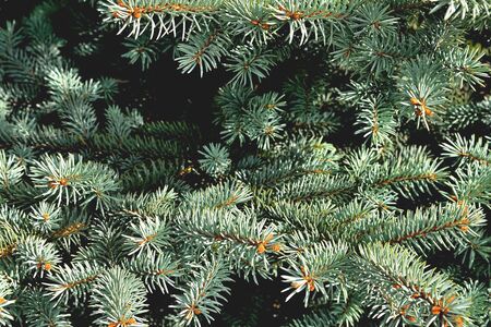 natural branches of blue spruce in the sunlight close-up