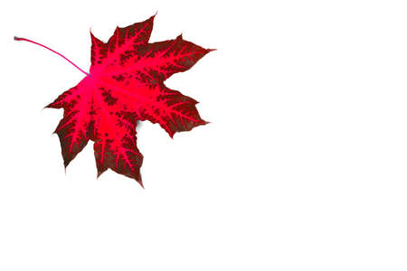 maple, red maple leaf on a white background, blank for further creativity