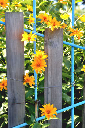 marigold flowers, old rustic wired fence, close-up selective focusの写真素材