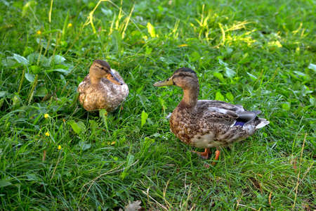 drake and duck, pair of wild ducks on green grass, close-up, selective focus, copy spaceの写真素材