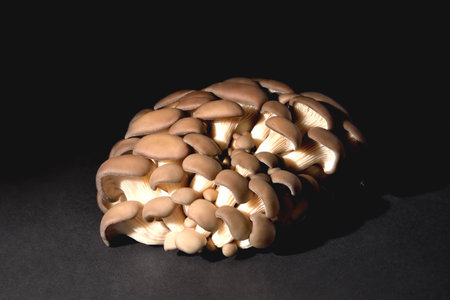 Edible natural oyster mushrooms, on a black background, mushrooms for cooking and pickles, close-up and copy space, selective focusの写真素材