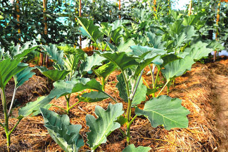 young eggplant plants in a greenhouse, spring, sunlight, selective focus, close-up