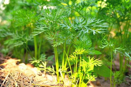 young carrots in sunlight, carrot bushes, carrot plantation, carrot shoots, sunlight, selective focus, soft focus, close-upの写真素材