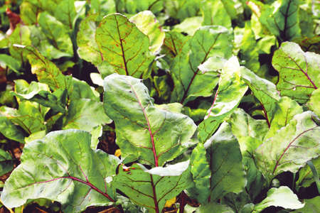 beet bushes, young shoots of natural beets, plantation of beet plants, selective focus, soft focus,...