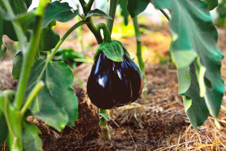 Eggplant on a branch in a greenhouse, ripe juicy eggplant in sunlight on a plant in a greenhouse, selective focus, soft focus, close-upの写真素材