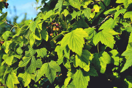 blackcurrant bush, ripening blackcurrant berries, blackcurrant leaves, sunlight on the leaves, selective focus, soft focus, close-upの写真素材