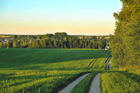 green wheat field, lake and village in the distance, idyllic summer landscape, trees and sunny summer evening, summer evening landscape, selective focus, soft focusの写真素材
