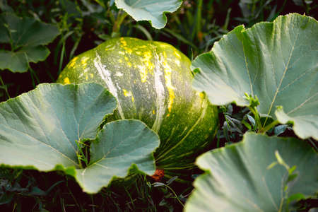 Pumpkin plants, young green pumpkin plants in the beds, illuminated by the evening sun, selective focus, close-upの写真素材
