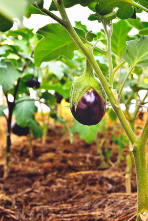 Eggplant on a branch in a greenhouse, ripe juicy eggplant in sunlight on a plant in a greenhouse, selective focus, soft focus, close-upの写真素材