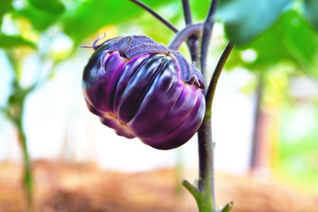 Eggplant on a branch in a greenhouse, ripe juicy eggplant in sunlight on a plant in a greenhouse, selective focus, soft focus, close-upの写真素材