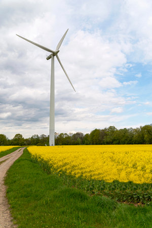 field of blooming rapeseed, blue sky, close-up selective focusの写真素材