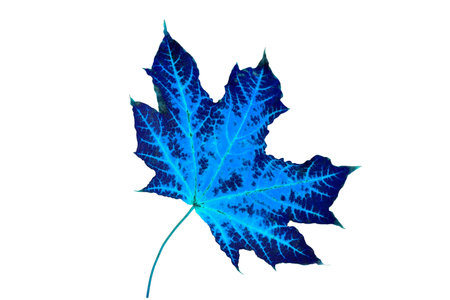 maple leaf in fantasy colors on white background close-up selective focusの写真素材