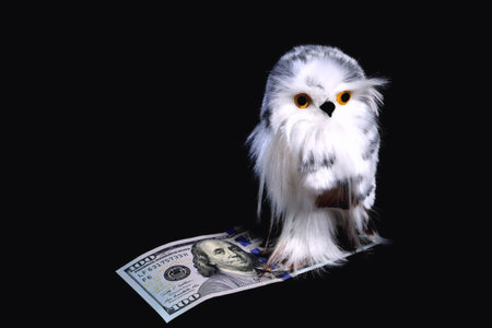 Toy cute eagle owl with yellow eyes sits on a bill of $100 on a black backgroundの写真素材