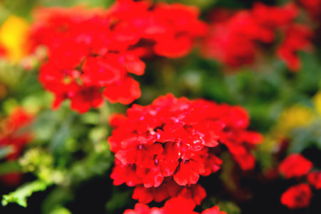 Multicolored floral backgrounds, blurred blurred flowers of bright colors on a background of green...