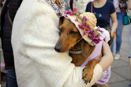 There is a contest dogs breed Dachshund.の写真素材