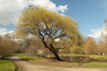In the street spring.Warms the sun.Appears grass and the first sprouts of leaves on the trees.の写真素材