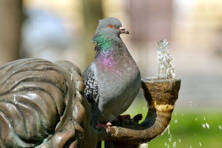 The dove flew to the fountain to get a drink of water from it to quench the thirst.の写真素材