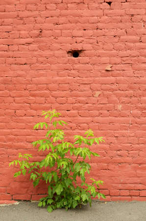At the house the tree grows.It contrasts with the wall.の写真素材