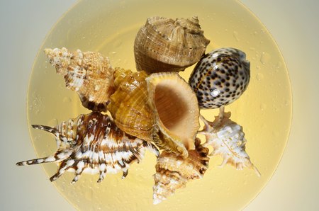 Seashells lie on the plate and lit from below.