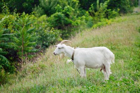 On the field of grazing goats.They eat grass to produce milk.の写真素材