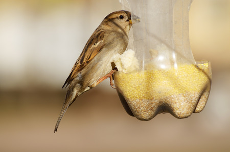 In the city Park.Sparrow sitting on a bird feeder and eats the millet .