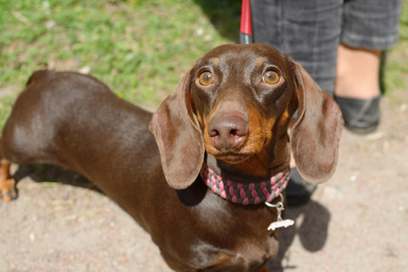 The Dachshund is a hunting dog.This breed of dog is very popular.の写真素材