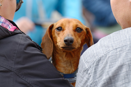 The Dachshund is a hunting dog.This breed of dog is very popular.の写真素材