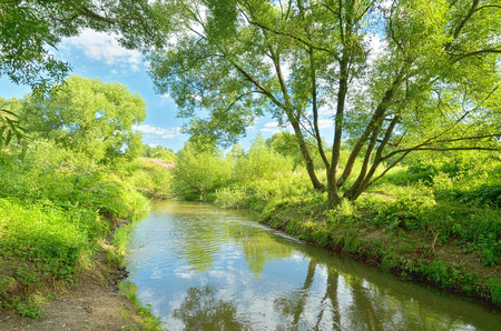 Young leaves on trees and green grass by the river, beautify the natural landscape.