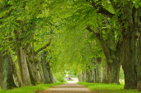 Avenue of trees in the Park.Branches hanging low over the earth.の写真素材